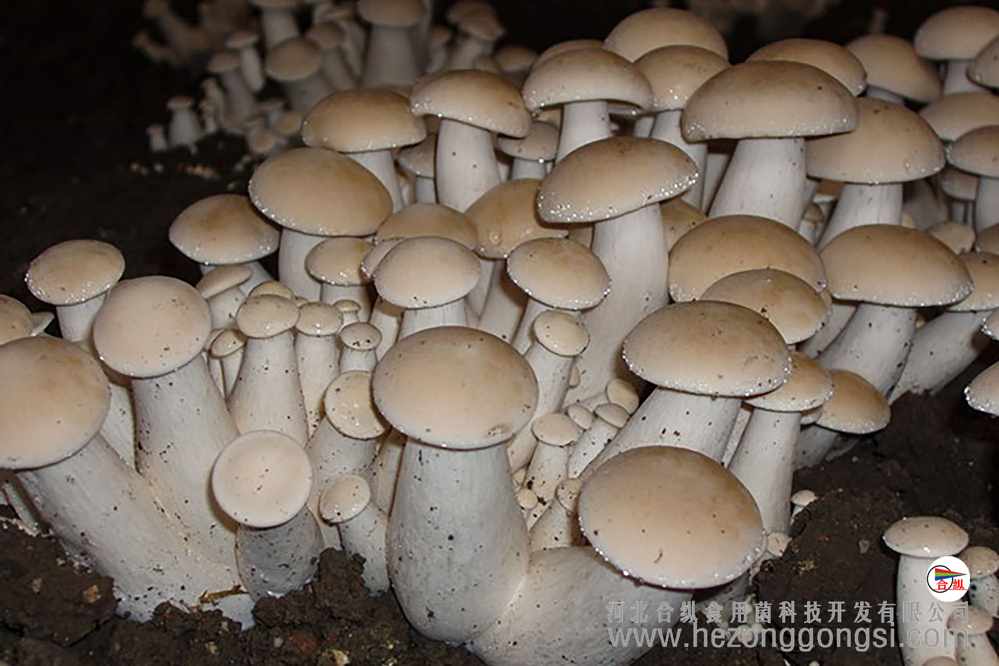 天福菌菇图片