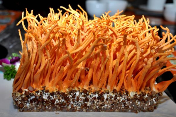 北虫草子实体 北虫草子实体