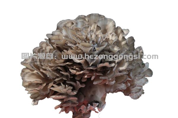 灰树花子实体 灰树花子实体