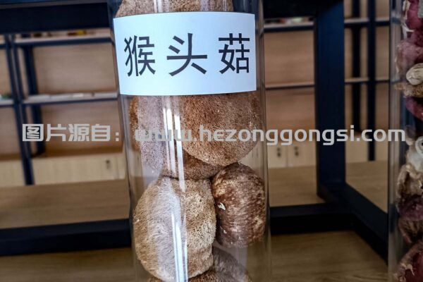 猴头菇 猴头菇