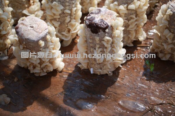 玉木耳子实体 玉木耳子实体