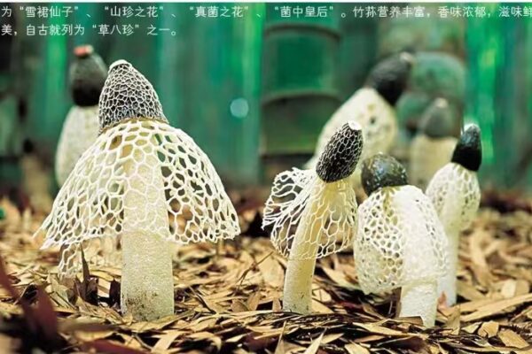 竹荪子实体 竹荪子实体