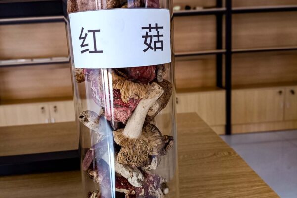 红菇 红菇