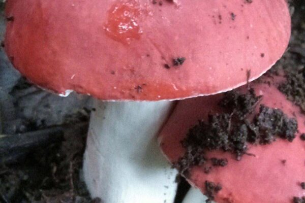 红菇子实体 红菇子实体