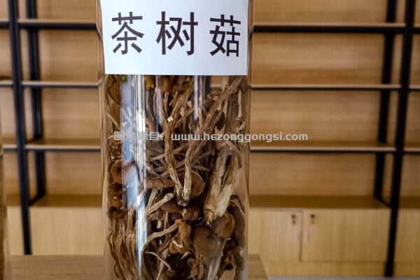 茶树菇