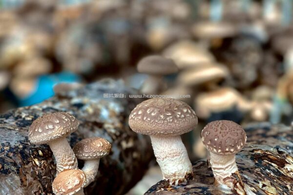 香菇子实体 香菇子实体