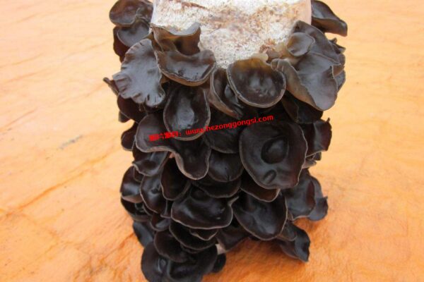 黑木耳栽培